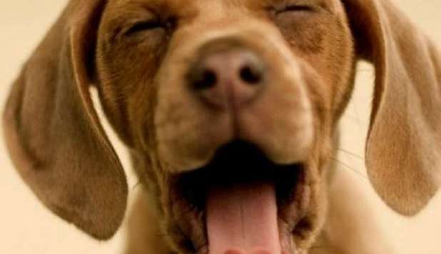 SORPRESA, 'ANCHE LO SBADIGLIO DEI CANI È CONTAGIOSO' - 24/10/2012